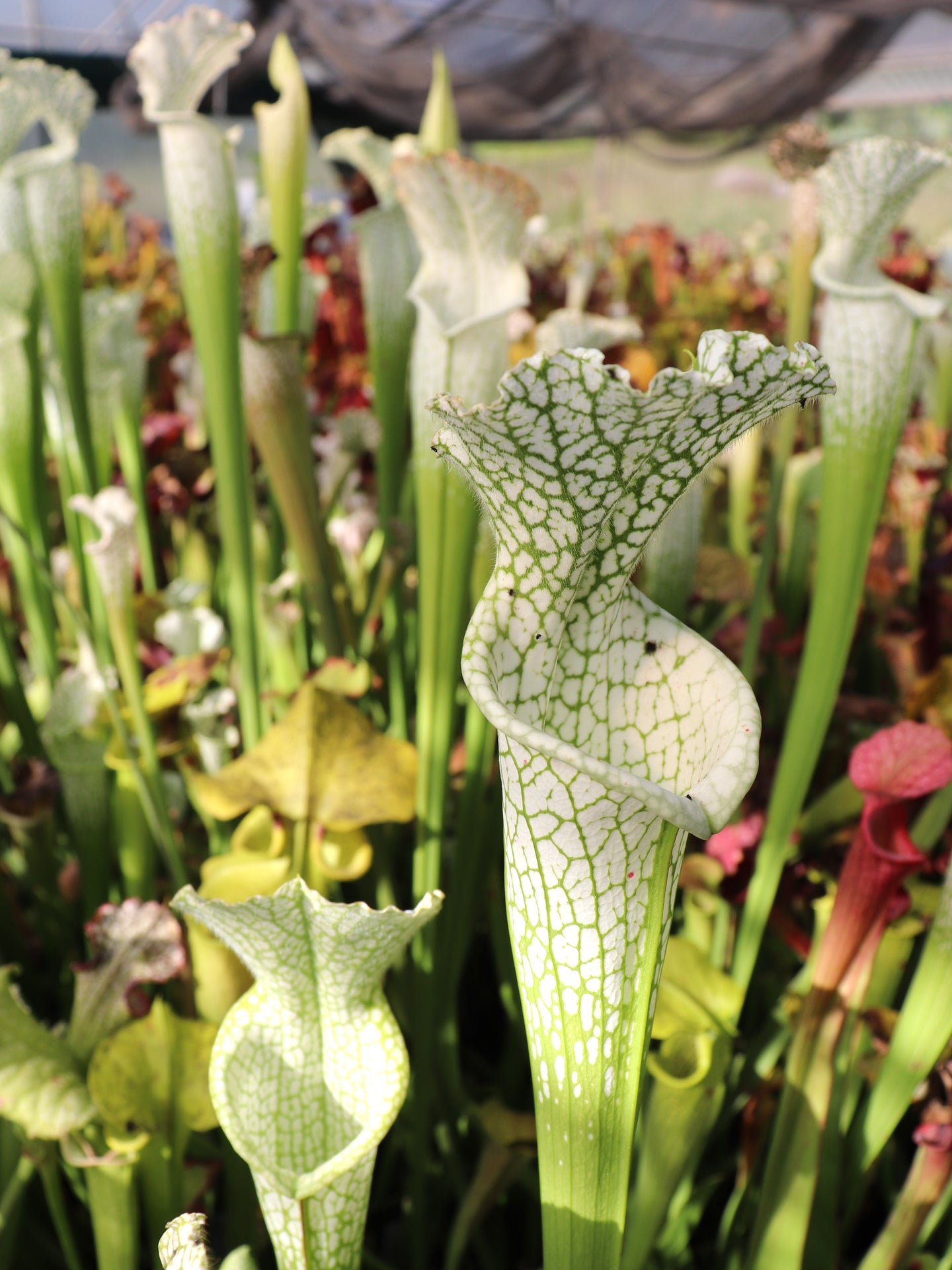 Sarracenia leucophylla Hurricane Creek White ExA #2