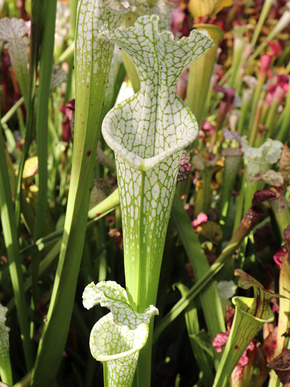 Sarracenia leucophylla Hurricane Creek White ExA #3