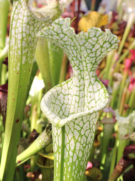 Sarracenia leucophylla Hurricane Creek White ExA #3