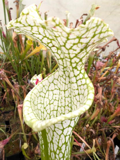 Sarracenia leucophylla Hurricane Creek White ExA #3