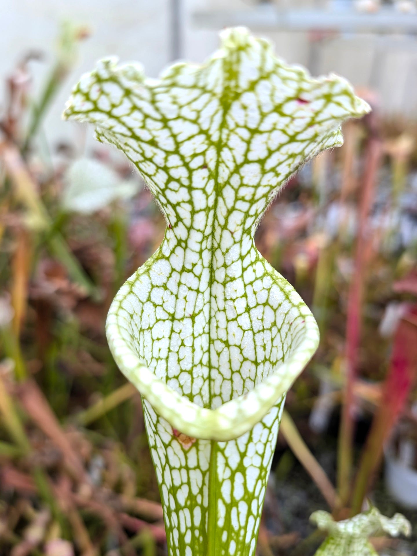 Sarracenia leucophylla Hurricane Creek White ExA #3