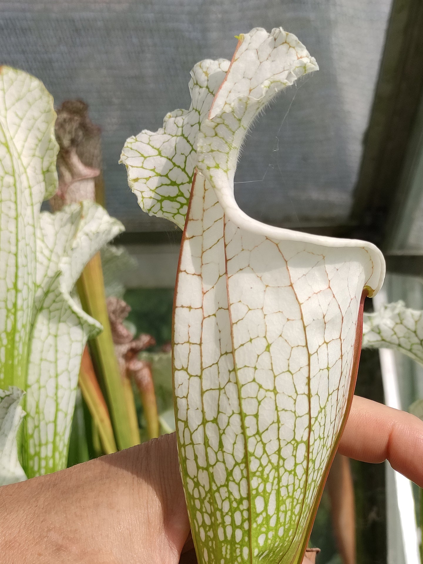 Sarracenia leucophylla  Hurricane Creek White Clone F