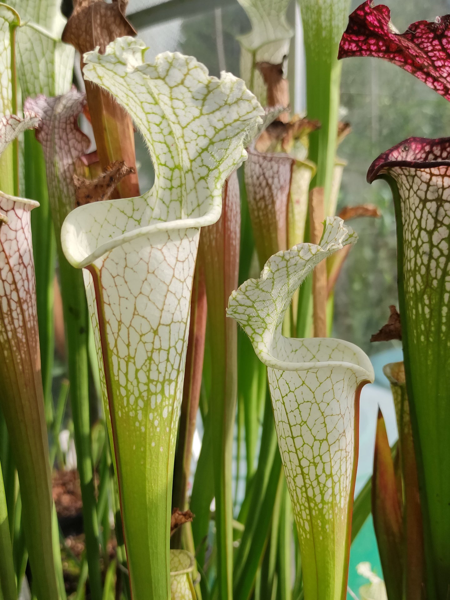 Sarracenia leucophylla Hurricane Creek White Clone F