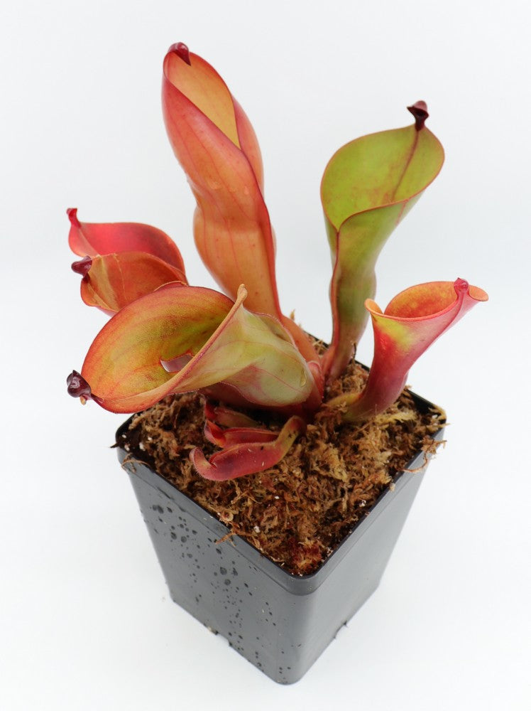 Heliamphora heterodoxa x ionasii