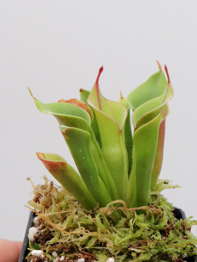 Heliamphora pulchella  Akopan Tepui