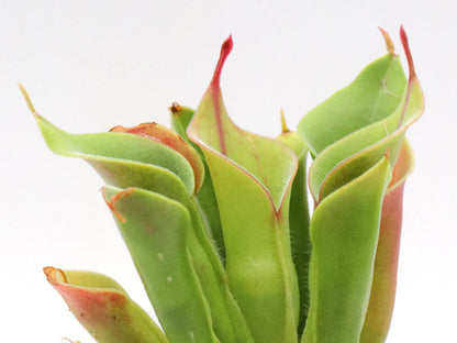 Heliamphora pulchella  Akopan Tepui