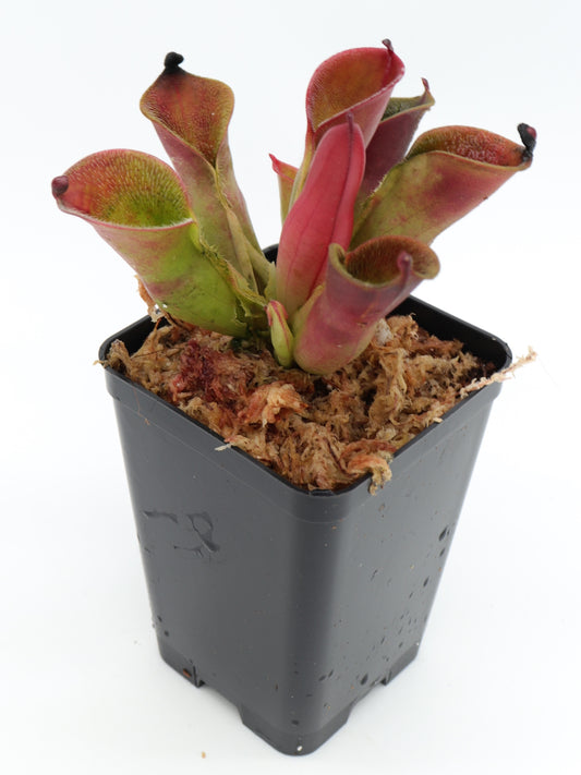 Heliamphora pulchella Churi Tepui, Venezuela