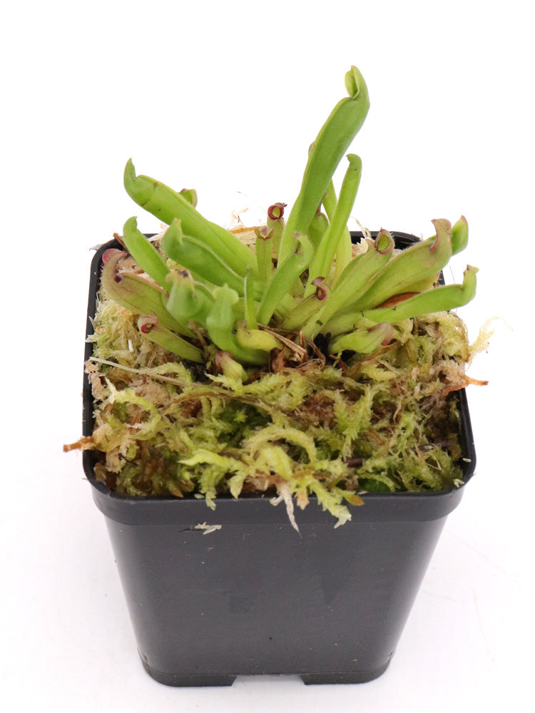 Heliamphora elongata  Ilu Tepui