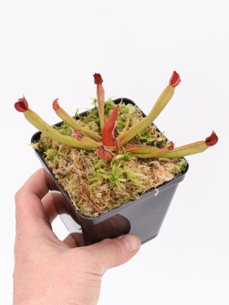 Heliamphora ionasii  "Zappergeck"