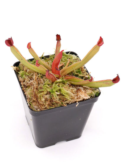 Heliamphora exappendiculata Chimanta x ionasi