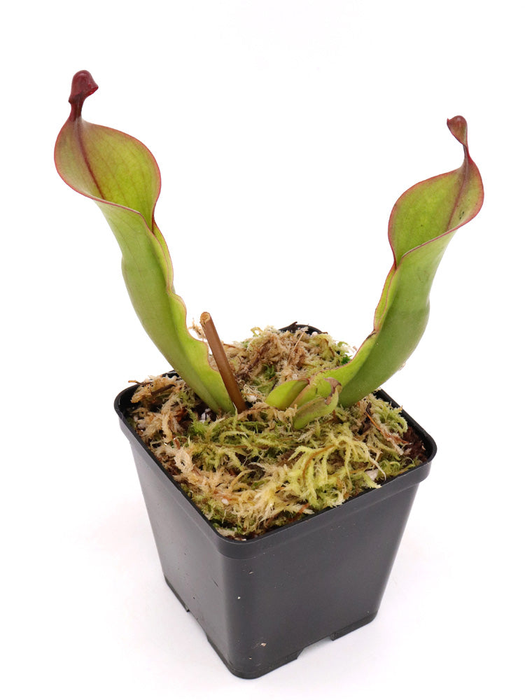 Heliamphora "Tequila"