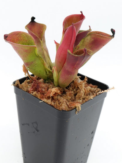 Heliamphora pulchella "Red hairy" Churi Tepui, Venezuela