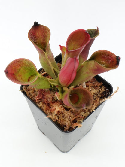 Heliamphora pulchella "Red hairy" Churi Tepui, Venezuela