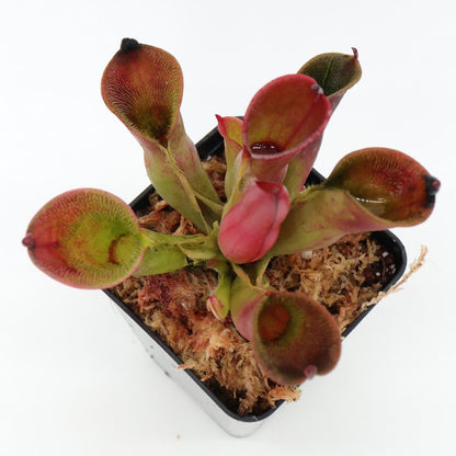 Heliamphora pulchella „Rothaarig“ Churi Tepui, Venezuela