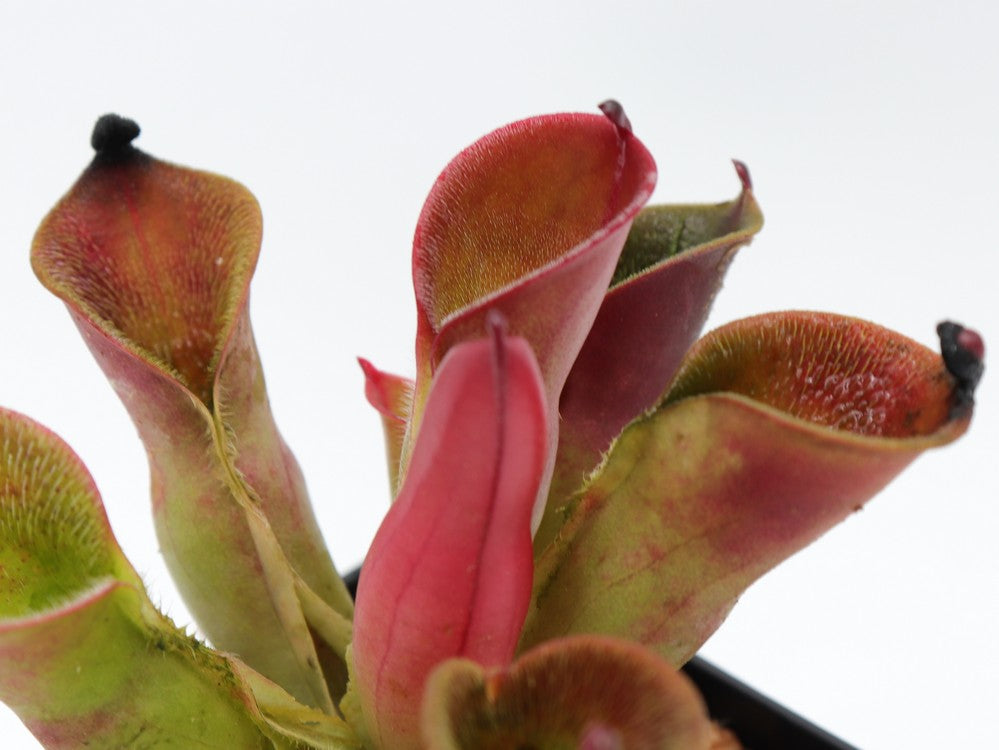 Heliamphora pulchella  "Red hairy" Churi Tepui, Venezuela