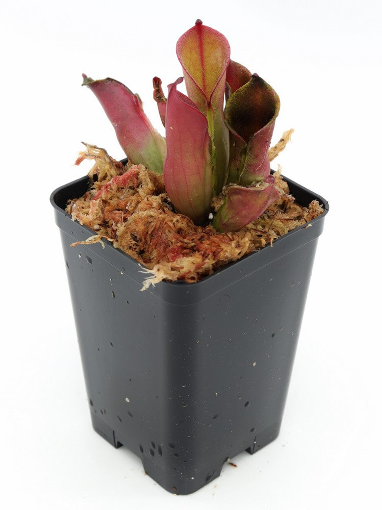 Heliamphora pulchella "Red hairy" Churi Tepui, Venezuela