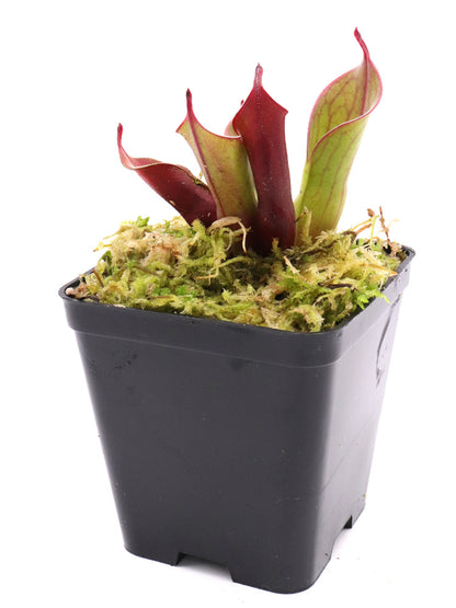 Heliamphora "Spiderweb"