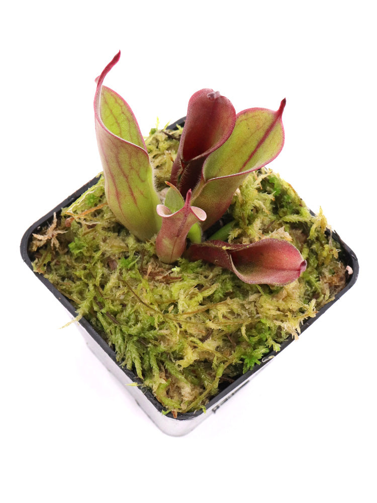 Heliamphora "Spiderweb"