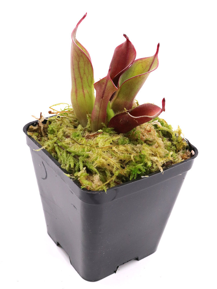 Heliamphora "Spiderweb"