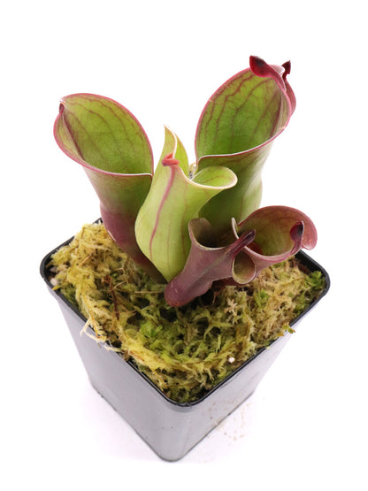 Heliamphora "Spiderweb"