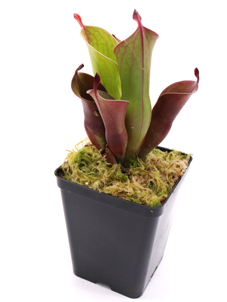 Heliamphora "Spiderweb"