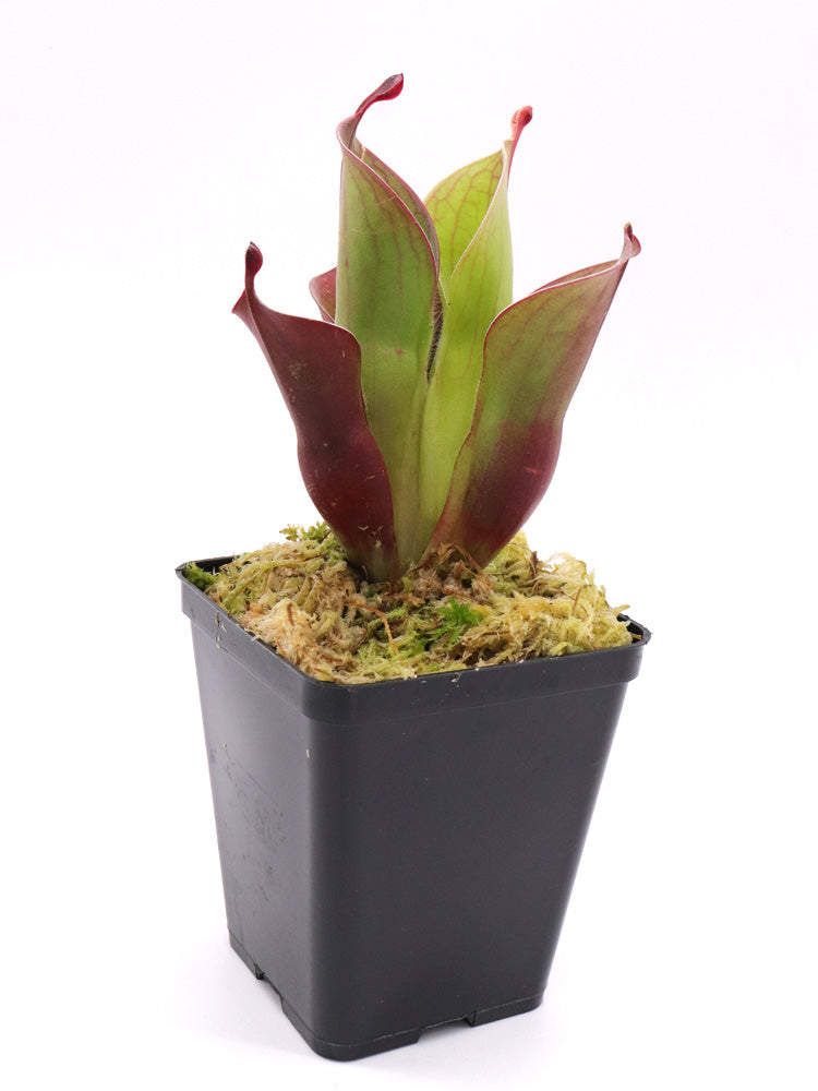 Heliamphora "Spiderweb"