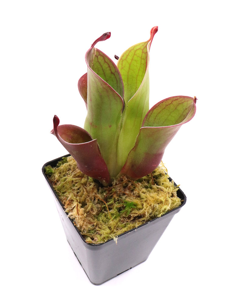 Heliamphora "Spiderweb"