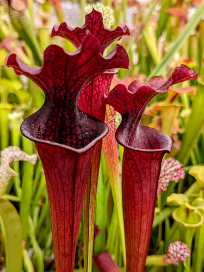 Sarracenia "Helmuth's Delight" x Red Tube  O.Bres