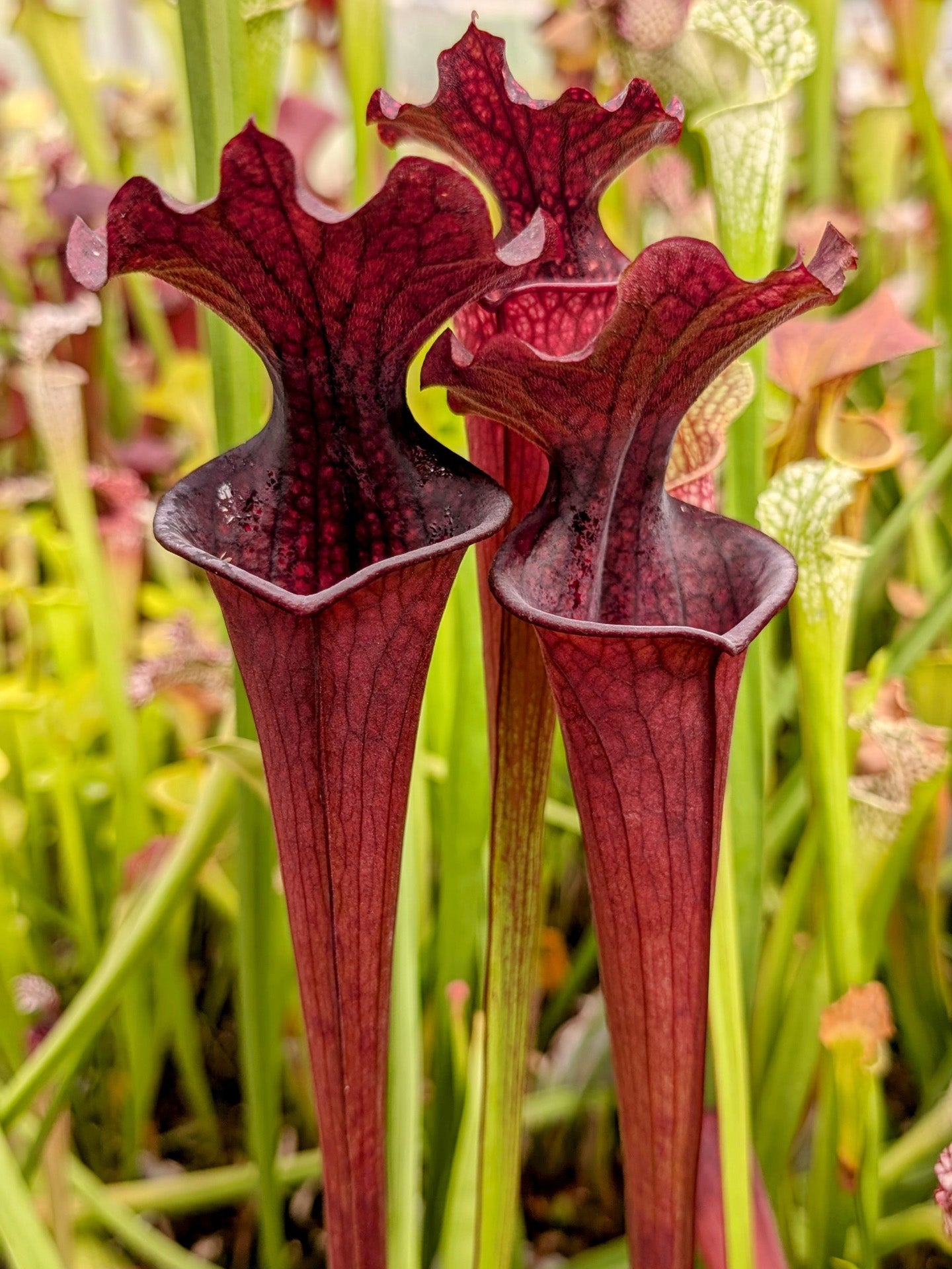 Sarracenia "Helmuth's Delight" x Red Tube  O.Bres