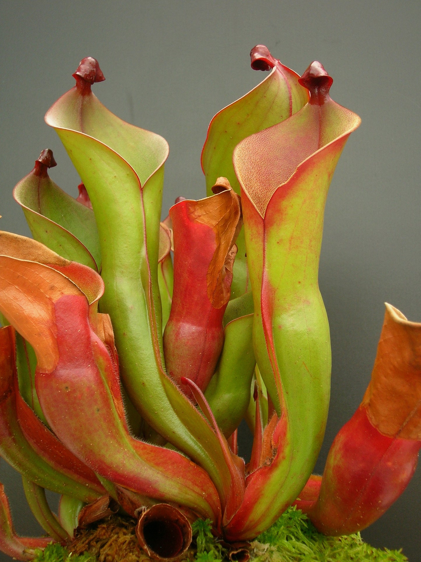 Heliamphora heterodoxa x ionasii