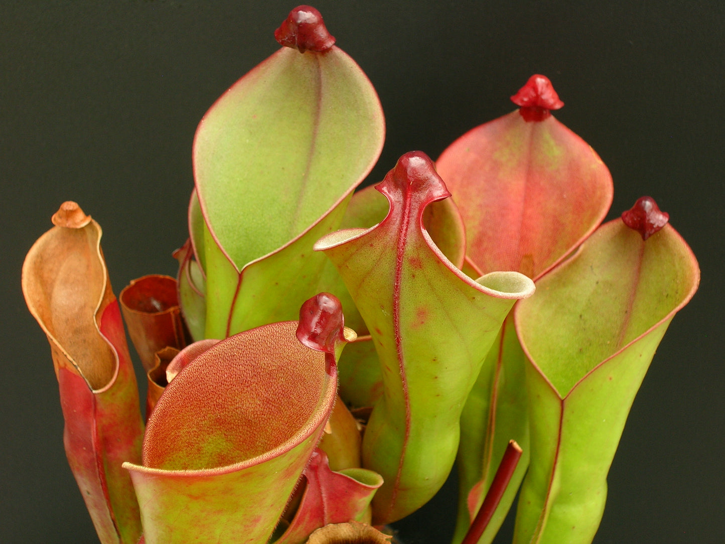 Heliamphora heterodoxa x ionasii