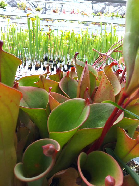 Heliamphora heterodoxa x minor