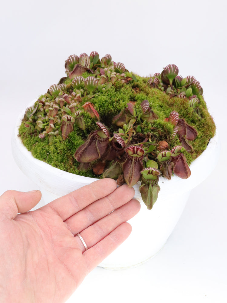 Cephalotus follicularis "Holland clone"