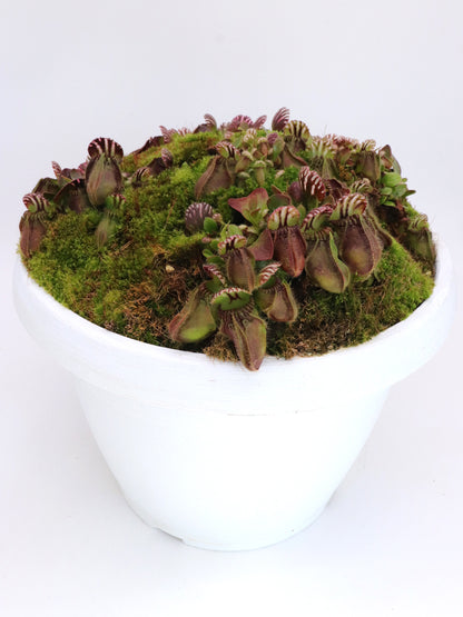 Cephalotus follicularis "Holland clone"