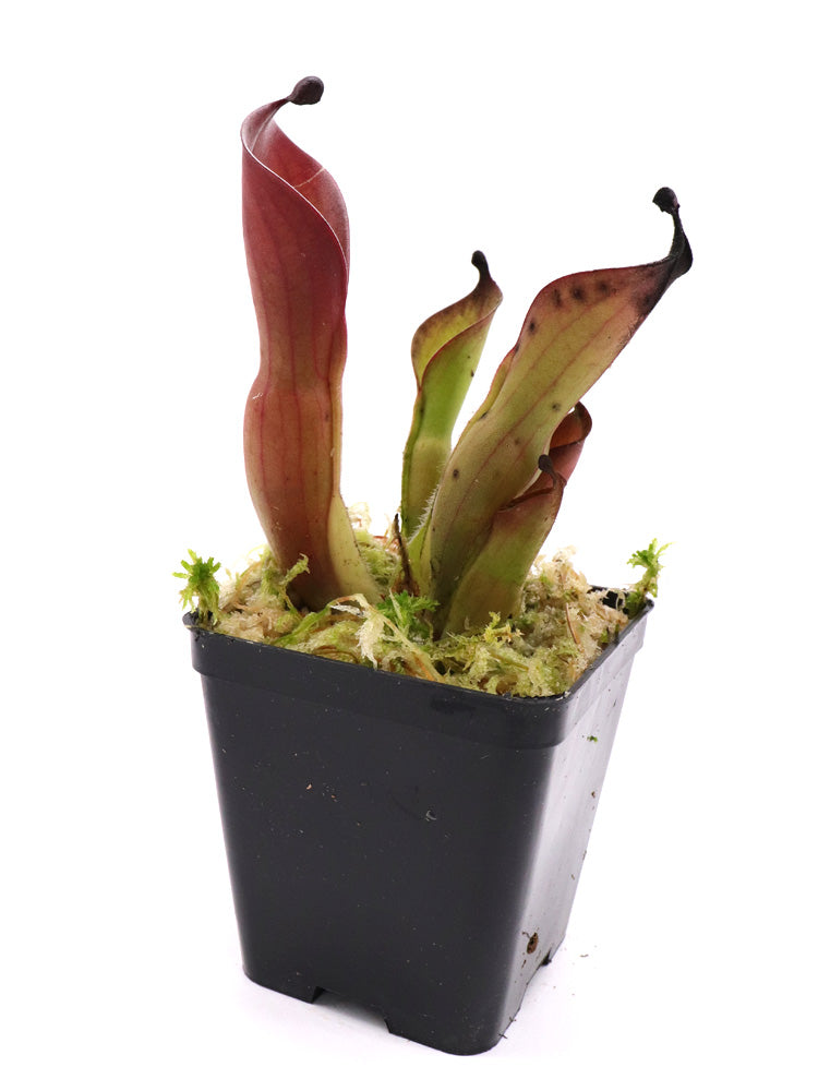 Heliamphora huberi  Angasima Tepui