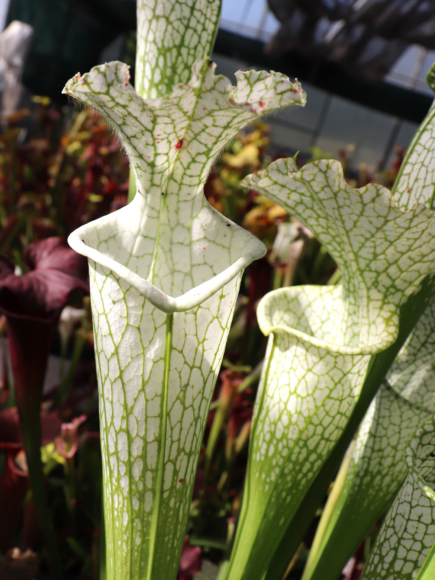 Sarracenia leucophylla var. alba "Hummer's" HCW x "Relic" HCW