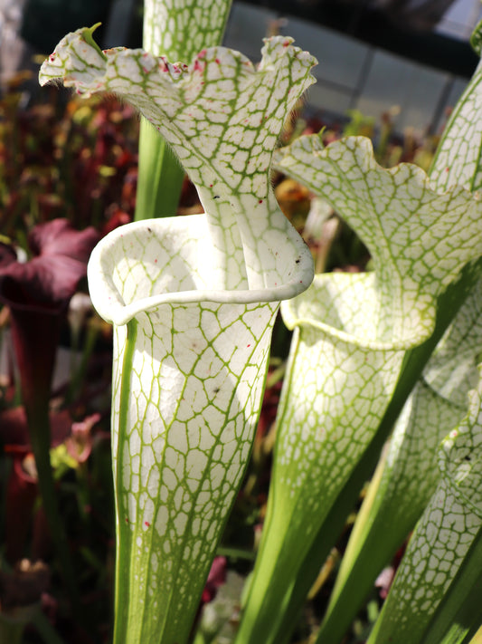 Sarracenia leucophylla var. alba „Hummer's“ HCW x „Relic“ HCW