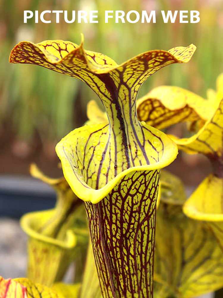 Sarracenia flava var. ornata "Improved Black Veins"