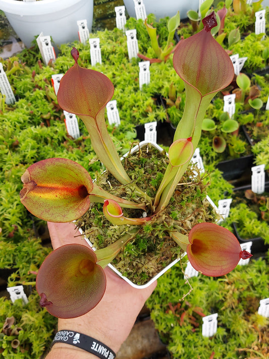 Heliamphora ionasi „Elegance“