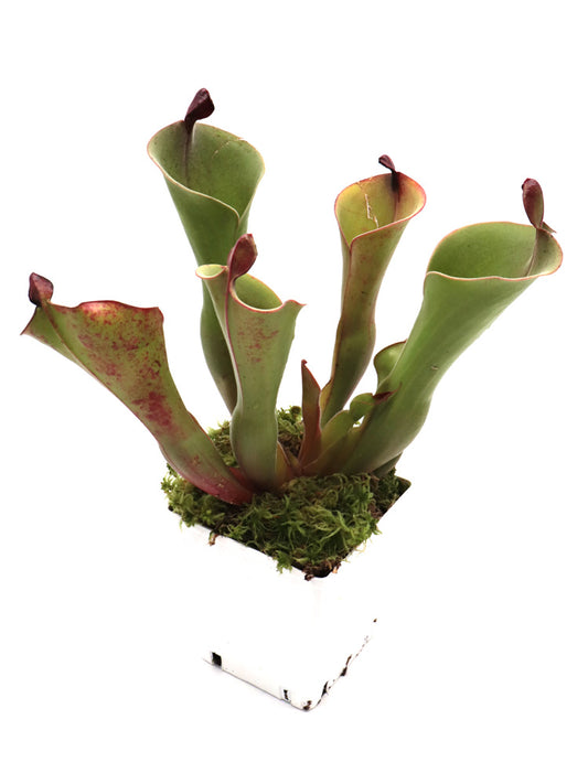 Heliamphora ionasii (Killer/RG) x parva (haarig)