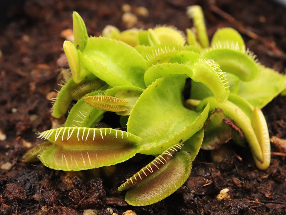 Dionaea muscipula 'Jaw smiley'