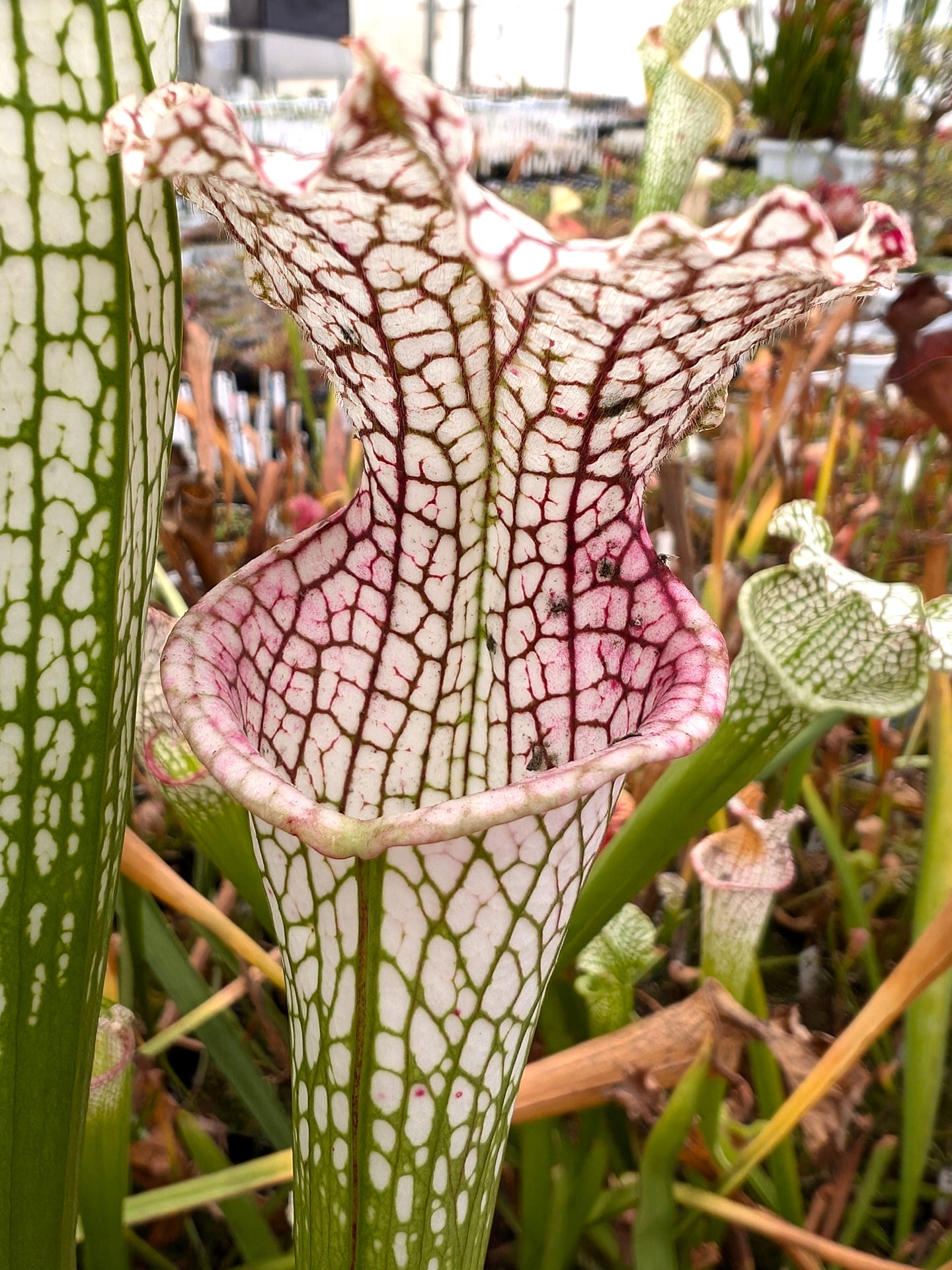 Sarracenia leucophylla  "Karine" L2 MK x L18 MK