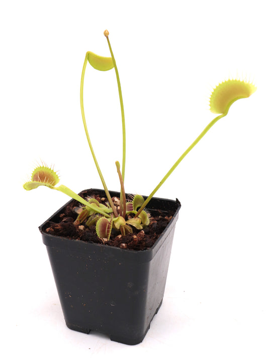 Dionaea muscipula "King Henry"