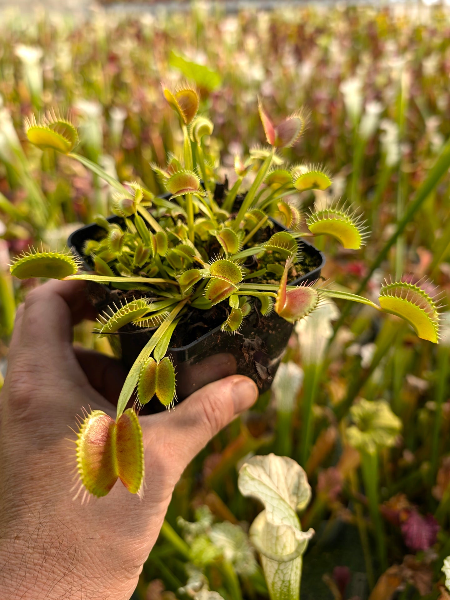 Dionaea muscipula "King Henry"