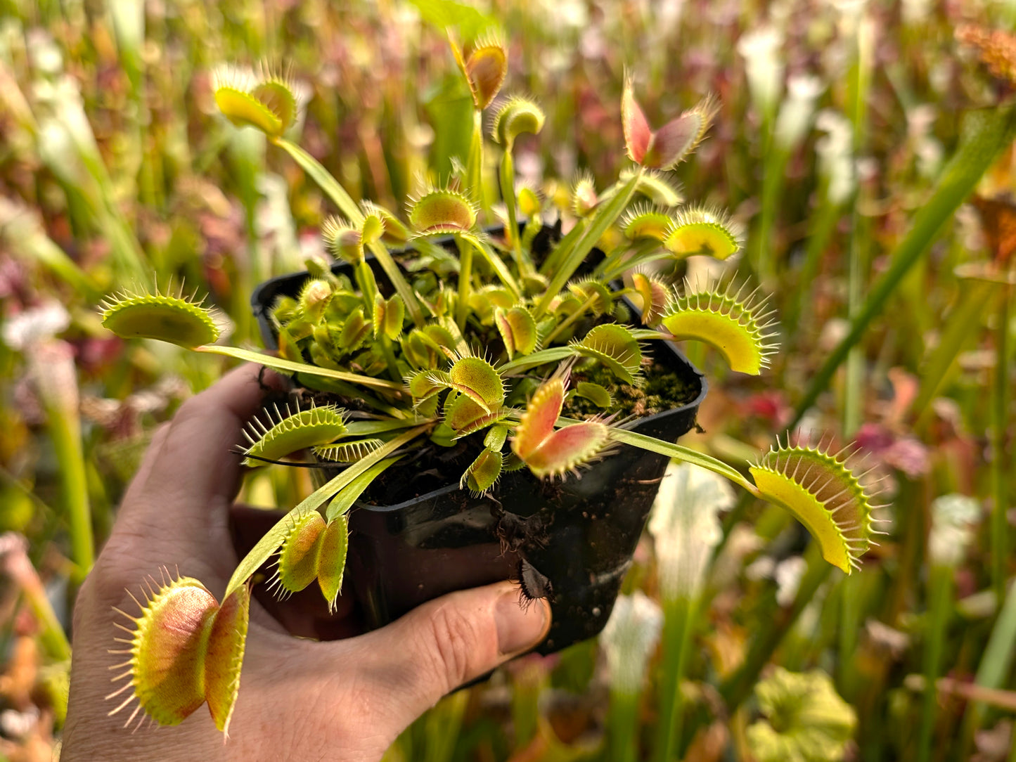 Dionaea muscipula "King Henry"