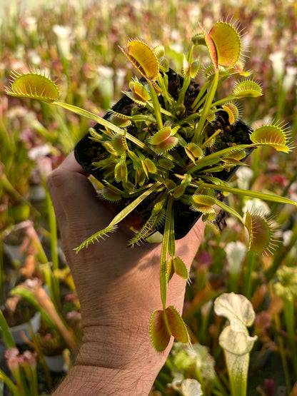 Dionaea muscipula "King Henry"