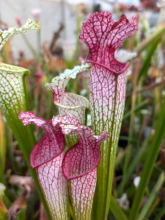 L10 GC  Sarracenia leucophylla