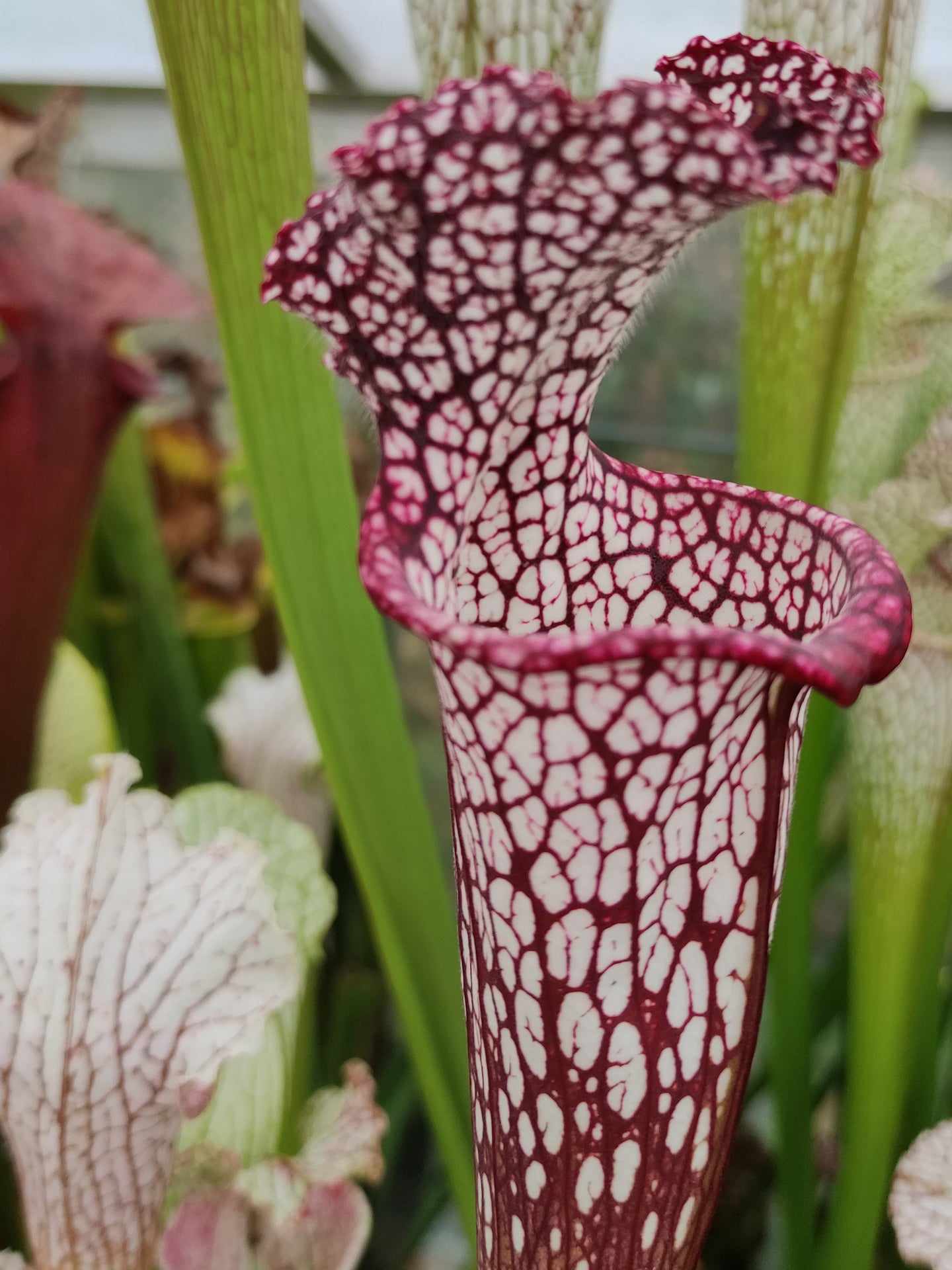 Sarracenia leucophylla L130 MK OHG Rot