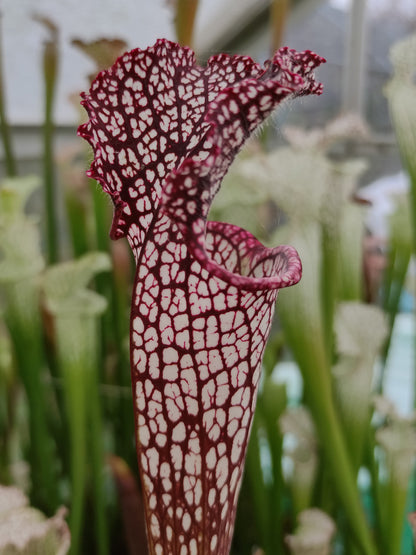 Sarracenia leucophylla L130 MK OHG Rot