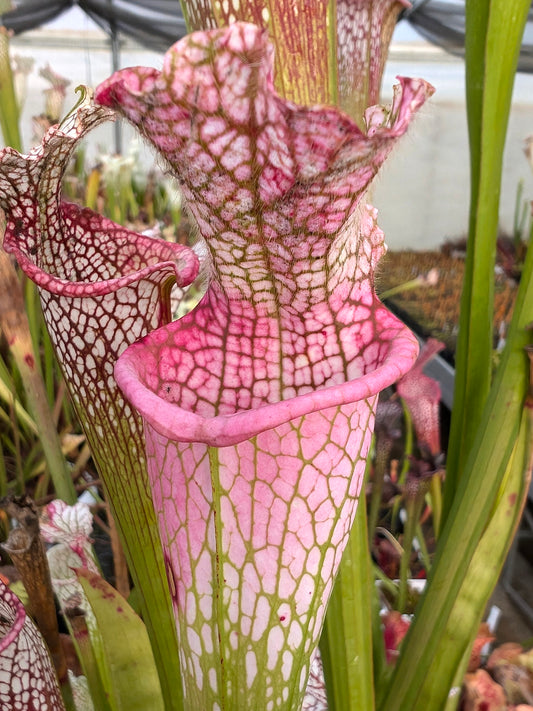 Sarracenia leucophylla “Ruby Joyce” x var.alba (No. 5) L131 MK